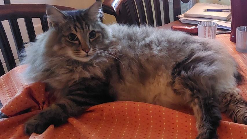 Eine der Katzen